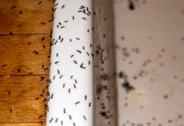 Best Local Pest Control Services  in Crow Agency, MT